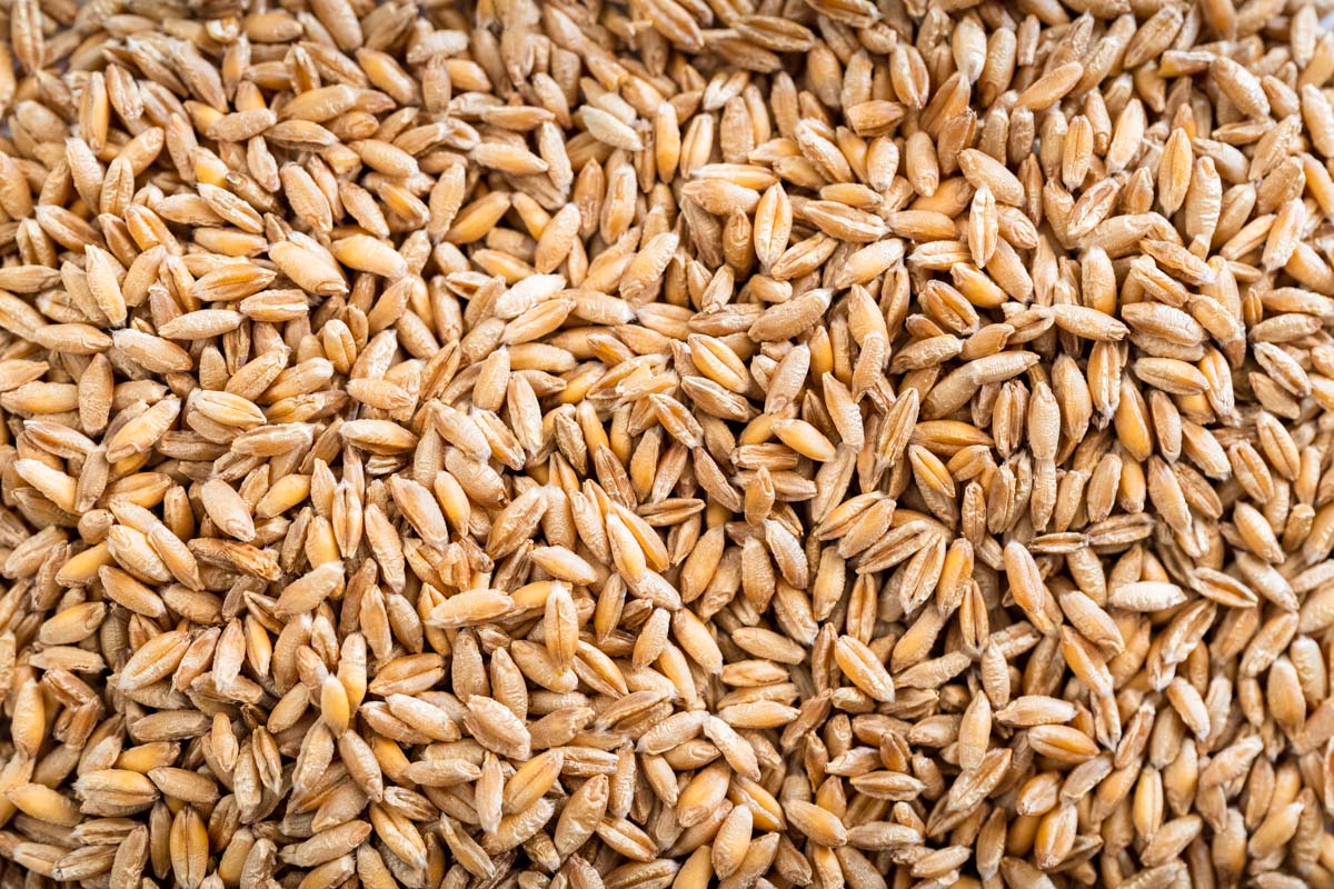 Organic Whole Grain Barley Fieldstone Organics