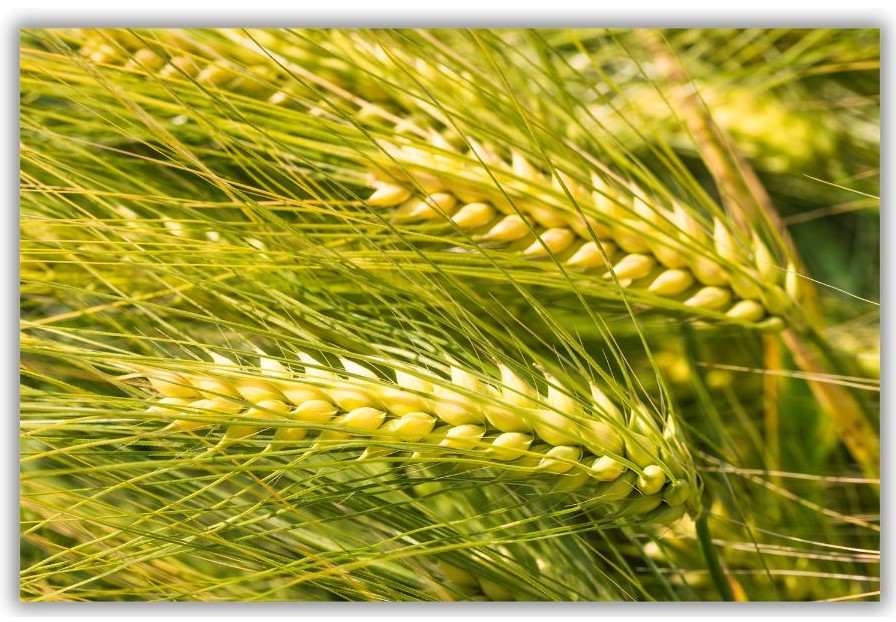 Organic Whole Grain Barley - Image 4
