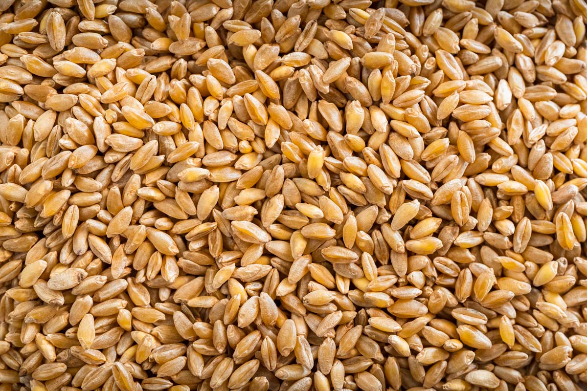 Organic Whole Grain Durum Wheat - Image 5