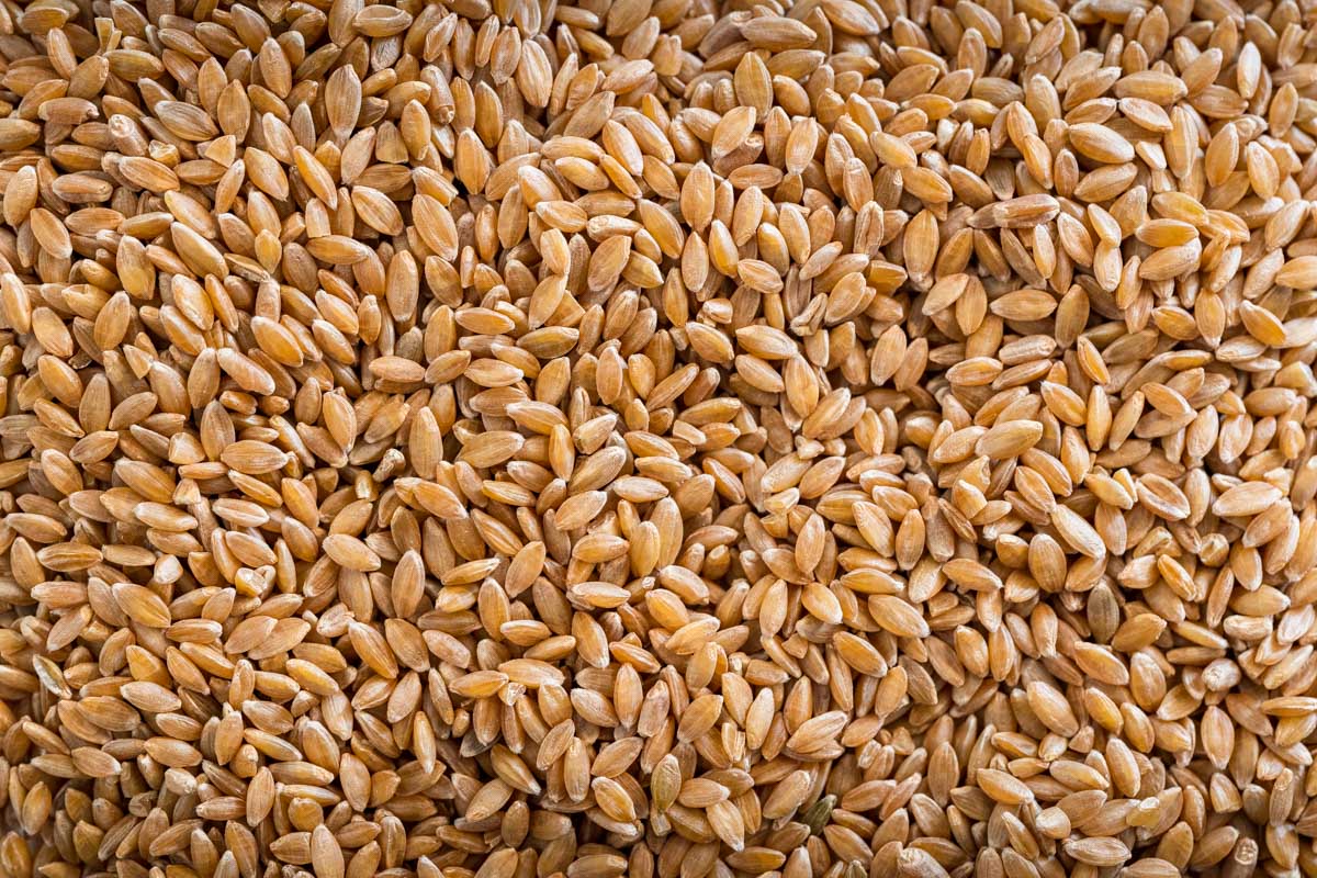 Bench View Farms Organic Hard White Wheat Berries - 10lbs, USDA Certified, Whole Grain