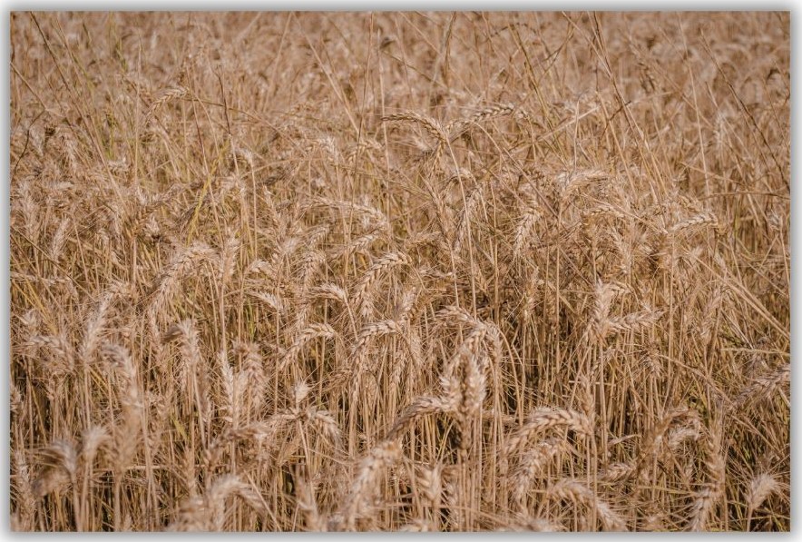 Organic Whole Grain Red Fife Wheat - Image 3