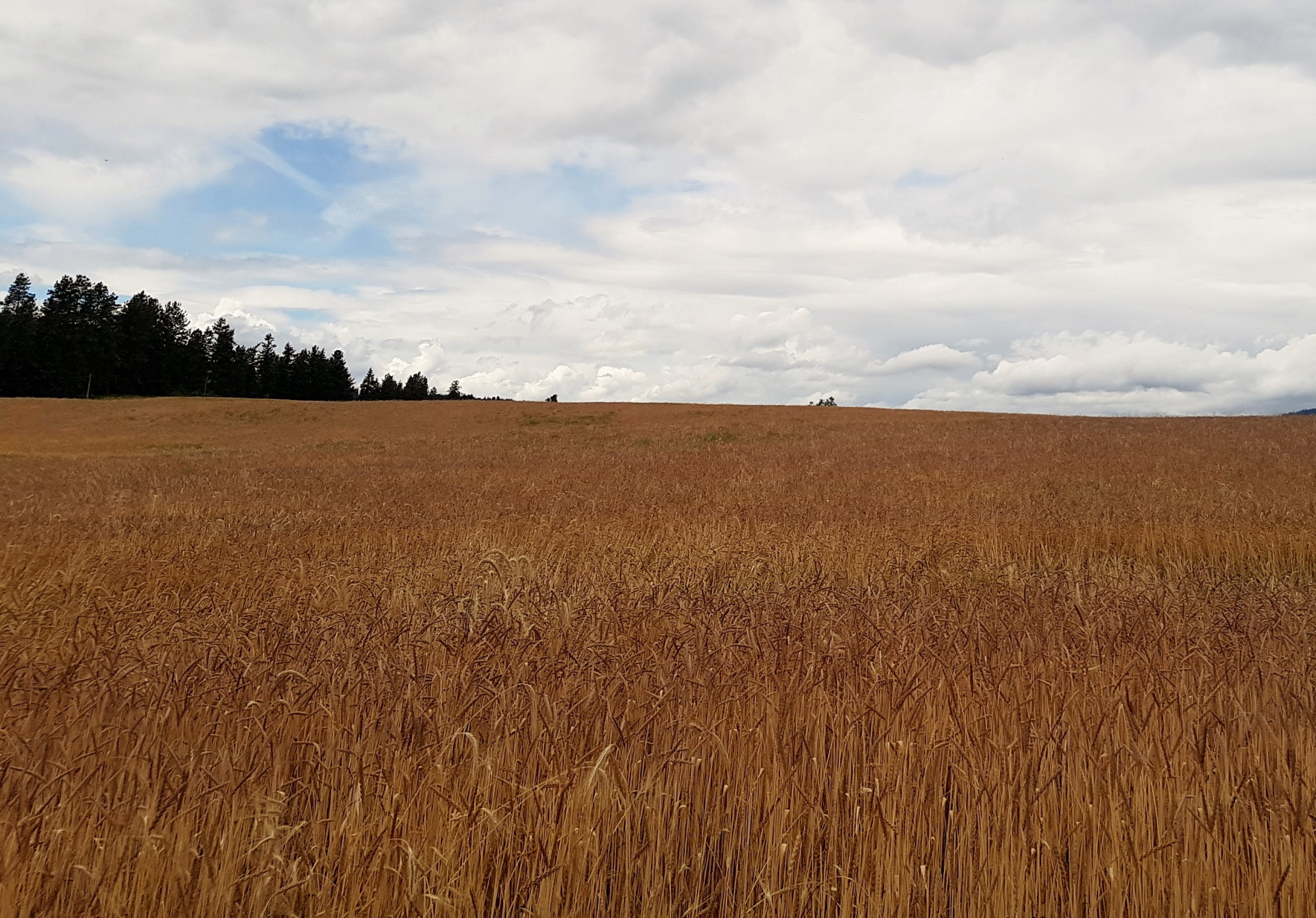 Organic Whole Grain Spelt - Image 4