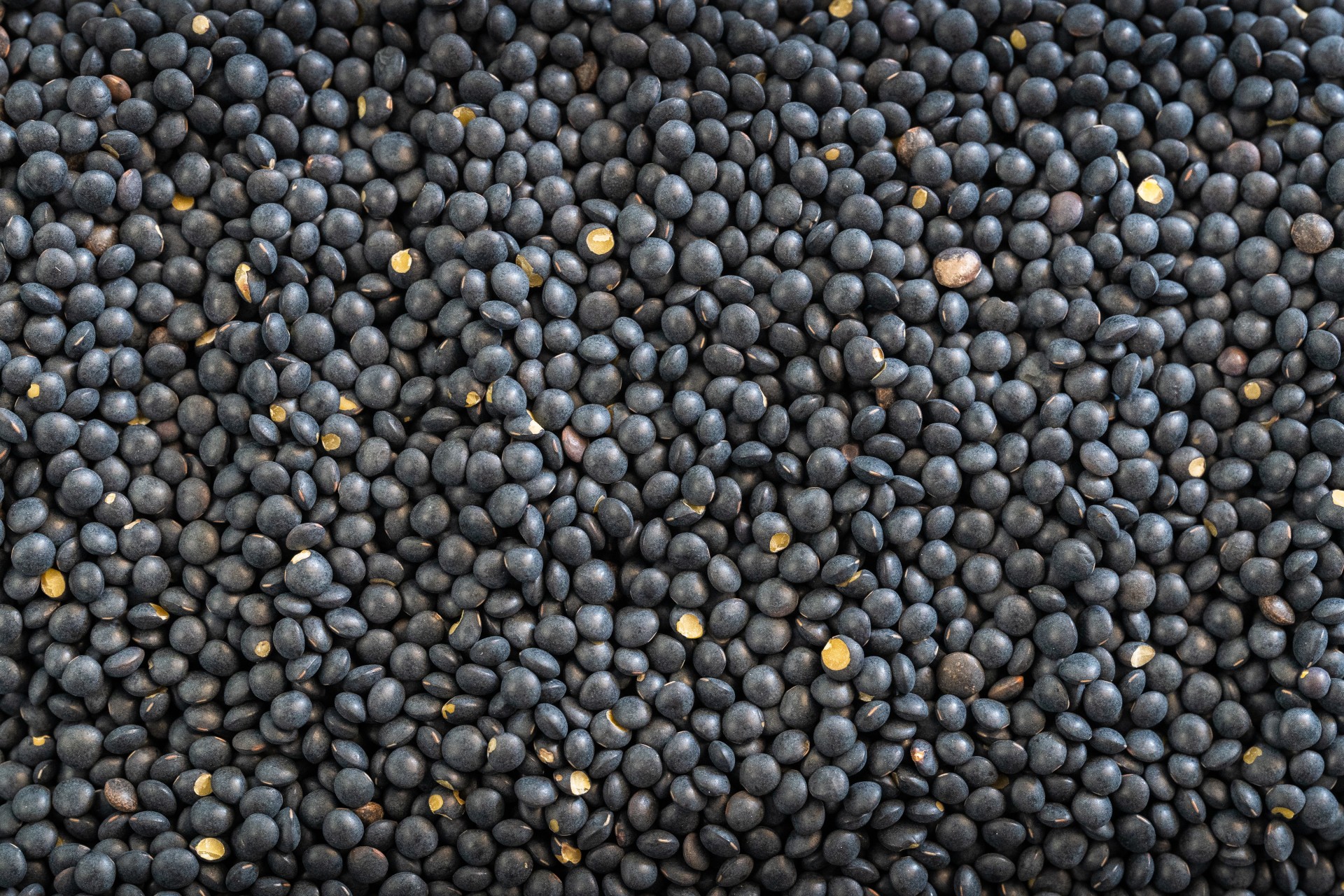 Organic Black Lentils Fieldstone Organics