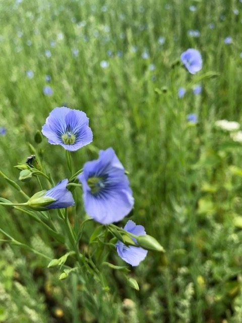 Organic Golden Flax Seeds - Image 4